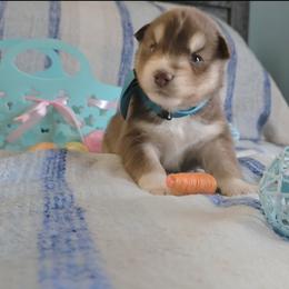 Blade - Red and white male Siberian Husky puppy in Spring Hill, Florida from Whitmore Wolfpack LLC