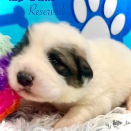KIP Blue collar male - White and badger male Great Pyrenees puppy in Fair Grove, Missouri from Allen Wags & Woolies