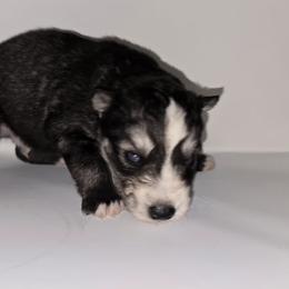 Big boy - Agouti and white male Siberian Husky puppy in Kansas City, Missouri from Anuun's Huskies