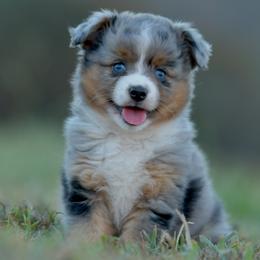 Rumi - Blue merle female Toy Australian Shepherd puppy in Hartman, Arkansas from Southern Edition Aussies