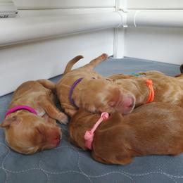 Goldendoodle Puppies from Goldenvalley Doodles