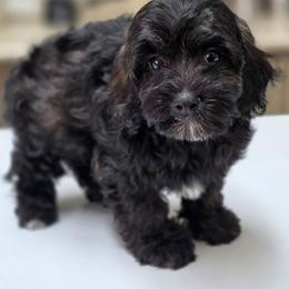 Plaid - Black white and tan male Cockapoo puppy in West Point, Mississippi from Golden Paws