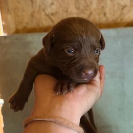 Burgundy - Chocolate female Labrador Retriever puppy in Millville, New Jersey from Creekside Canines
