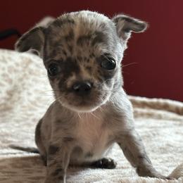 Jasper - Blue merle male Chihuahua puppy in Beckemeyer, Illinois from Guardian’s of the Chihuahuas
