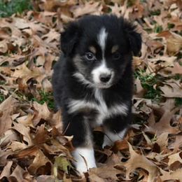 Miniature Australian Shepherds and Toy Australian Shepherds from Blue Meadow Aussies