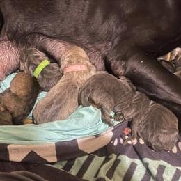 Boy 4 - Gray male Cane Corso puppy in Monroeville, Alabama from Dolce Luna Corsos