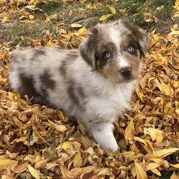Australian Shepherd Puppies from Black Canyon Corral Aussies