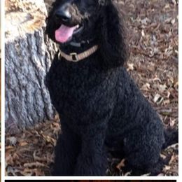 Poodles from Proctor's Parti Poodles & Doodles