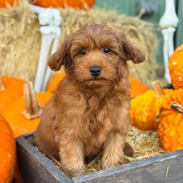 Chase - Red  male Goldendoodle puppy in Wharton, Texas from Little Fur Friends