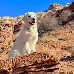Wallen - Golden Retriever
