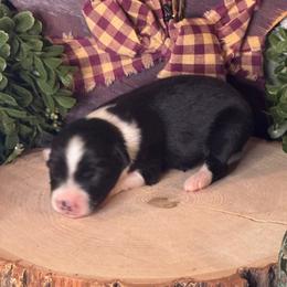 Dumbledore - Black tri male Toy Australian Shepherd puppy in California from Eagle River Aussies