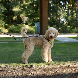 Brown Collar - Apricot male Poodle puppy in Orting, Washington from Coplar Creek Standard Poodles