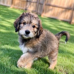 Sven (Brown) - male Golden Mountain Doodle puppy in Boiling Springs, South Carolina from OlliePups, LLC