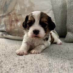 Cavachon, Cavalier King Charles Spaniel, and Cavapoo Puppies from LierChonPoo