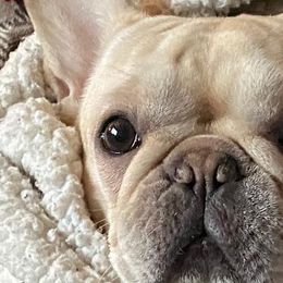 Boxers and French Bulldogs from Galaxy Boxers & French Bulldogs