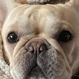 Boxers and French Bulldogs from Galaxy Boxers & French Bulldogs