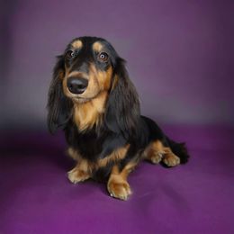 Jessie - Dachshund