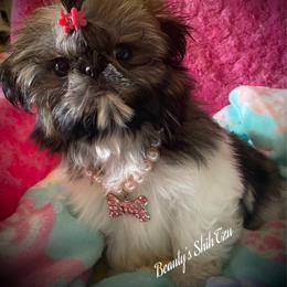 Tiny Phoebe - Gold and white female Shih Tzu puppy in Manteca, California from Beauty's Shih Tzu (California)