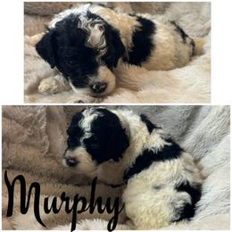 Murphy (Grey1) - Parti male Goldendoodle puppy in Ankeny, Iowa from Iowadoodles2love