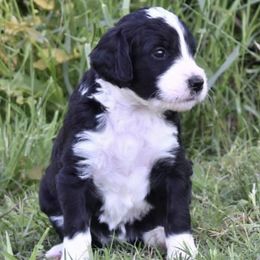 Bernedoodles, Goldendoodles, and Poodles from Four Willows Farm