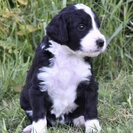 Bernedoodles, Goldendoodles, and Poodles from Four Willows Farm