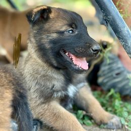 Rumble - Mahogany male Belgian Malinois puppy in Briggs, Texas from Madhouse’s Belgian Malinois and German Shepherds