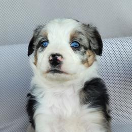 Australian Shepherd, Shichon, and Shihpoo Puppies from Pilot Hill Teddy Bear Puppies
