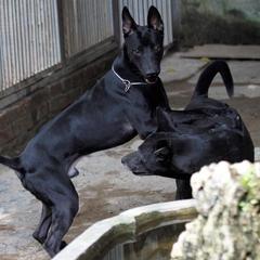 Bao - Thai Ridgeback
