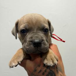 Male 3 - Gray and fawn male Cane Corso puppy in Cashion, Oklahoma from APEXOK Cane Corsos LLC