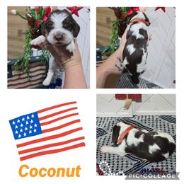 Girl 3 Coconut - Liver white and tan female English Springer Spaniel puppy in Saginaw, Michigan from Kemerer Springers