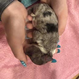 Girl 2 - Blue merle female Bernedoodle puppy in Silver Lake, Indiana from ‘Mut’zger Doodles