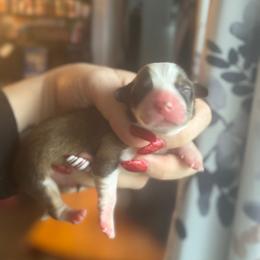 Caesar - Sable male Pembroke Welsh Corgi puppy in East Oakdale, California from Rhettro Kennels