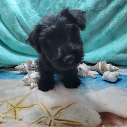 Billy - Black male Scottish Terrier puppy in Pineview, Georgia from Carsten's Scottish Terriers