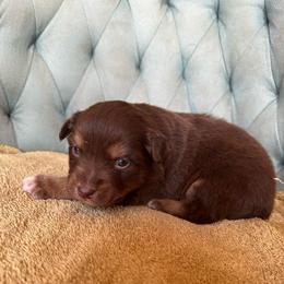 Girl 6 - Red tri-color female Australian Shepherd puppy in Bison, South Dakota from South Dakota Creekside Australian Shepherds