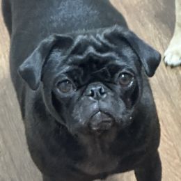 Pandora - Pug