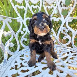 Phantom - Phantom female Bernedoodle puppy in Graham, Texas from 2 Rose Ranch Doodles