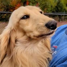 Ranger - Cream male Dachshund puppy in Danbury, New Hampshire from Maplewood Mountain Farm