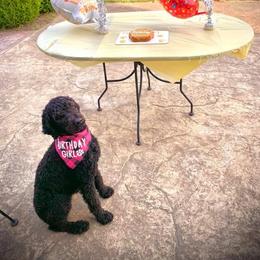 Poodle All Grown Up from Bear Mountain Poodles