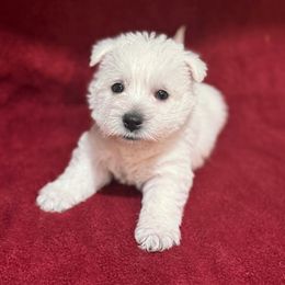 Boy 3 - White male West Highland White Terrier puppy in Scurry, Texas from Karen Williams's West Highland White Terriers & Pembroke Welsh Corgis