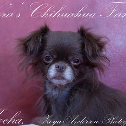 Mocha - Chihuahua