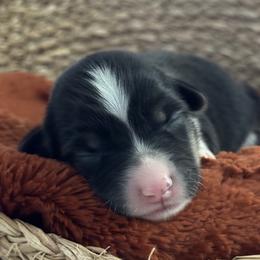 Pembroke Welsh Corgis from Circle T Livestock & K9 Co.