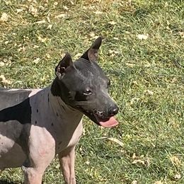 Opal - American Hairless Terrier