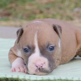 Tilly - Blue fawn female American Staffordshire Terrier puppy in Guilford County, North Carolina from Explicit Kennel