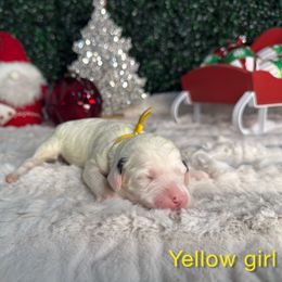 Yellow girl - White female Bernedoodle puppy in Modesto, California from Two Doods Doodles