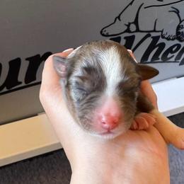 Girl 3 - Blue merle female Australian Shepherd puppy in San Tan Valley, Arizona from SJR AUSSIES