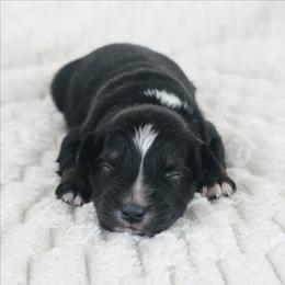 Boy 5 (Orange) - Black tri-color male Australian Shepherd puppy in Yakima, Washington from Naches Heights Ranch
