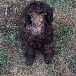Poodle puppies from Flambeau Poodles