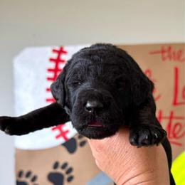 Pudge - Black male Labradoodle puppy in Adams, Nebraska from Boxcar Doodles and Poodles