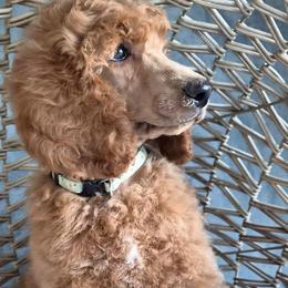 Green Collar - Red  female Poodle puppy in El Paso, Texas from Paws Of Beauty