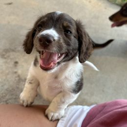 Dachshund Puppies from Twisted C’s Dachshunds